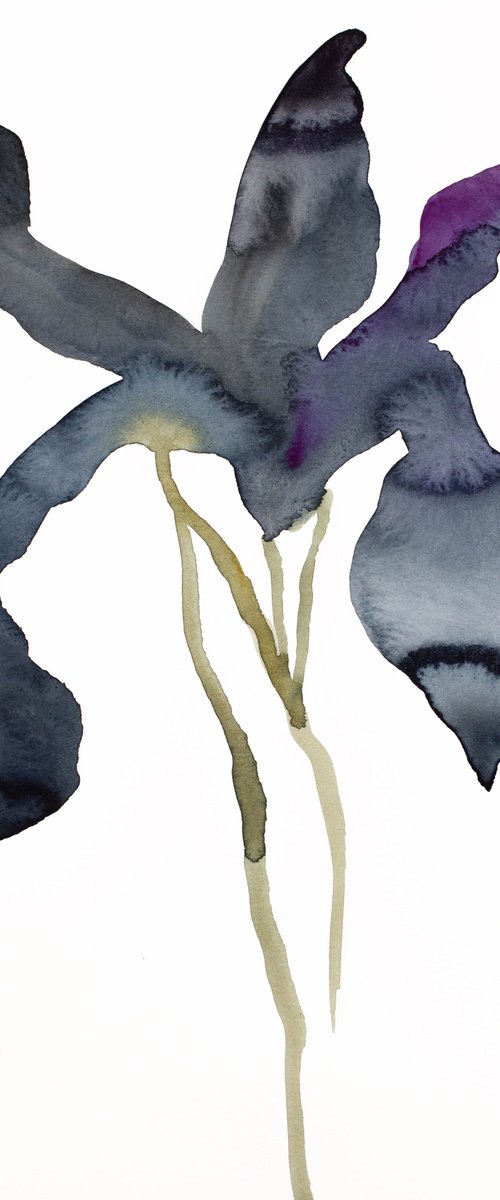 Iris No. 139 by Elizabeth Becker