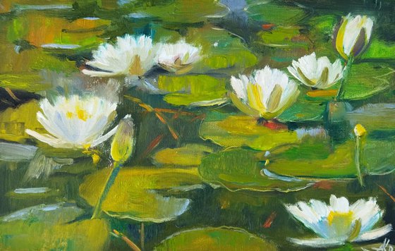 Pond with water Lilies