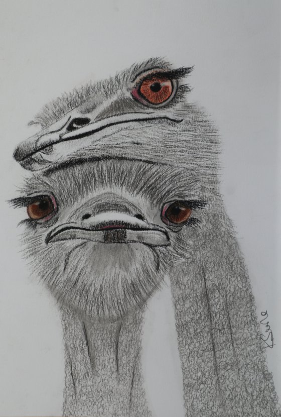 Ostrich