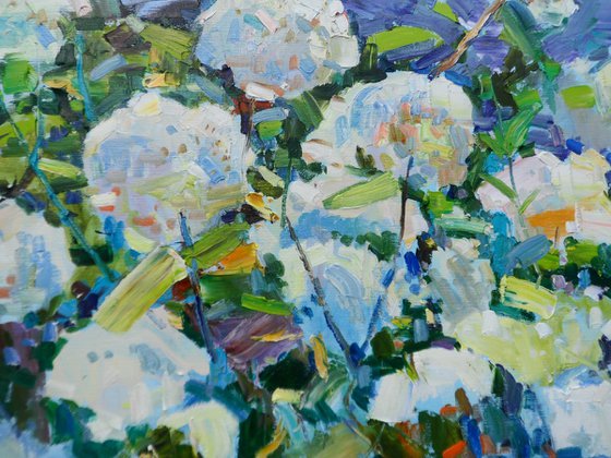 "  Hydrangea "