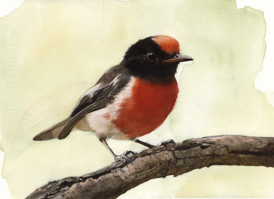 Red-capped Robin - BIRD LXXXIV