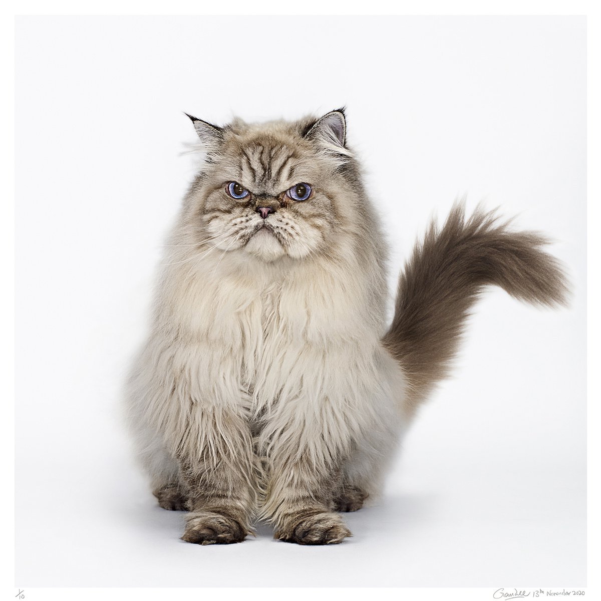 Photorealistic Animal Photograph By Gandee Vasan, 47 X 47, Grumpy Cat, Original Artwork