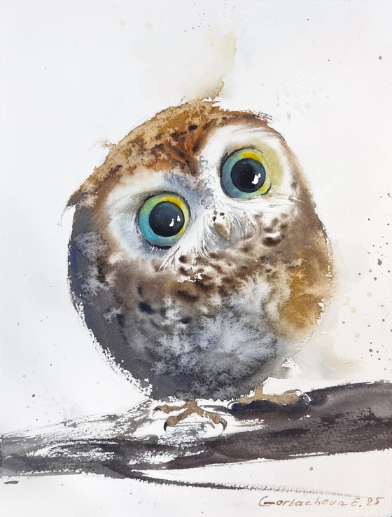 Owlet’s Wonder