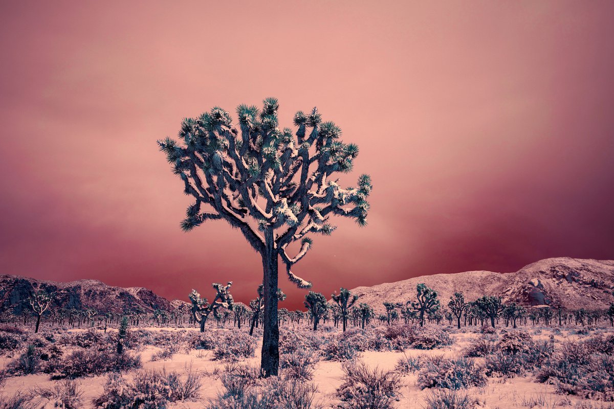 Late Winter Morning by Mark Hannah