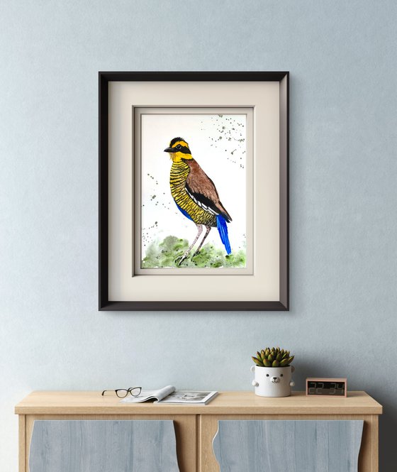 Wil bird Bornean Banded Pittta