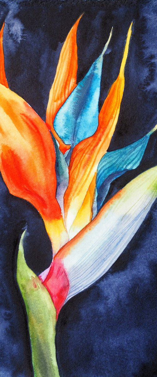 Strelitzia on blue-black velvet, vol.1 by Delnara El