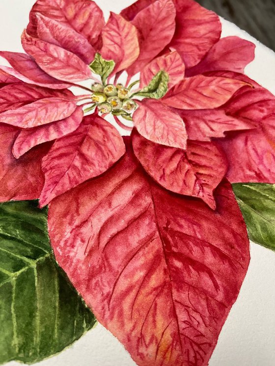 Christmas Poinsettia