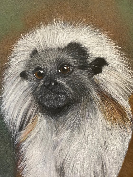 Cotton top tamarin