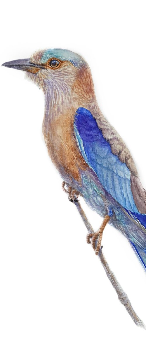 European Roller by Tetiana Savchenko