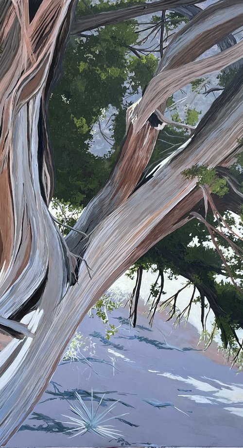 Utah Juniper by Anne Shaughnessy