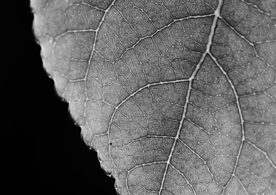 Leaf Veins X [Framed; also available unframed]