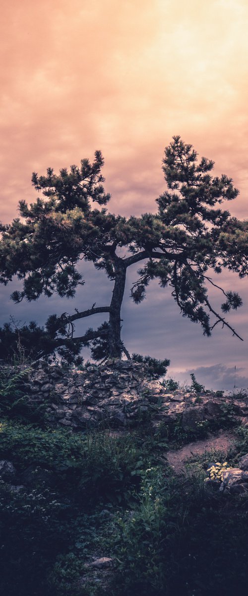 Mystic Pine by Vlad Durniev