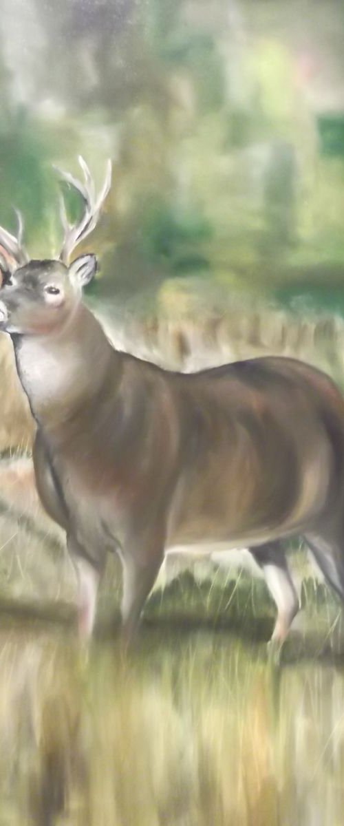 Deer by Timea  Valsami