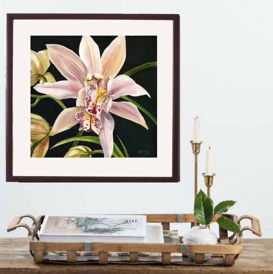 pink cymbidium orchid