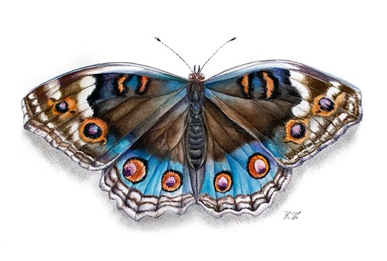 Blue pansy butterfly watercolor illustration
