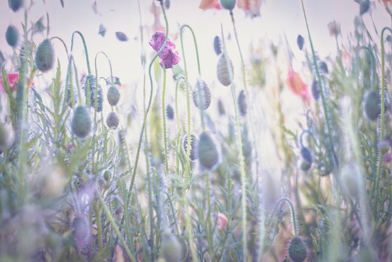 Watercolour style poppies