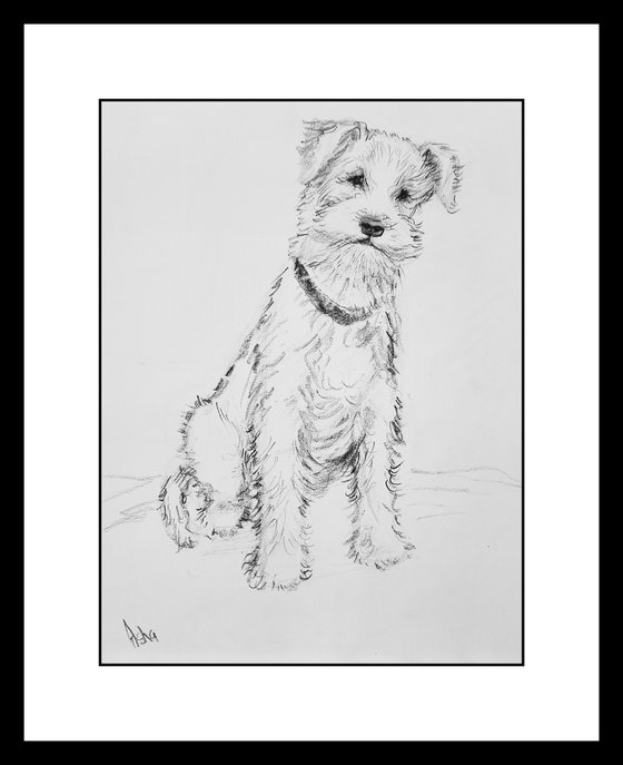 Set of three cute dogs