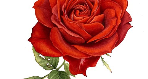 Artwork by Tina Shyfruk