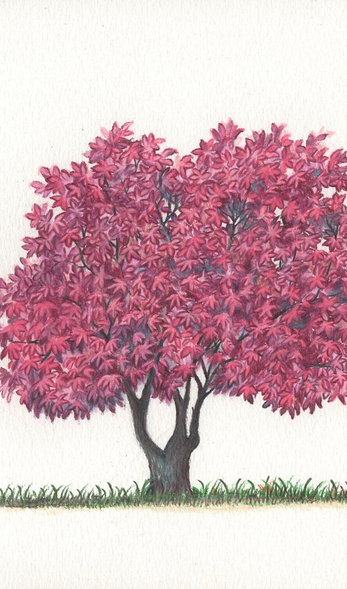Japanese Maple Tree by Shweta  Mahajan