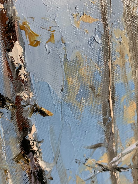 Winter light in the birchwoods.