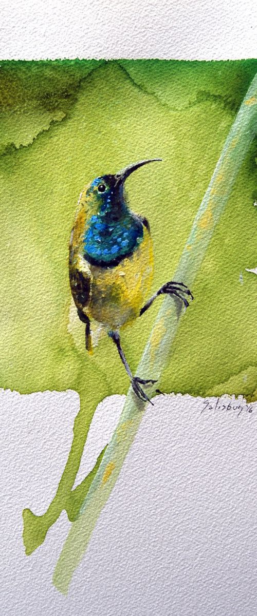Yellow breasted sunbird by Trevor Salisbury