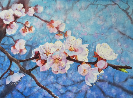 Apricot Blossoms Against the Sky