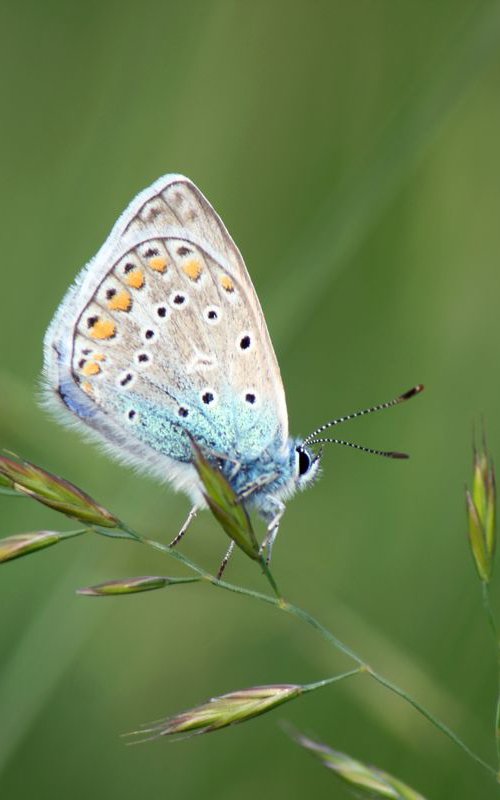 Butterfly in the green by Sonja  Čvorović