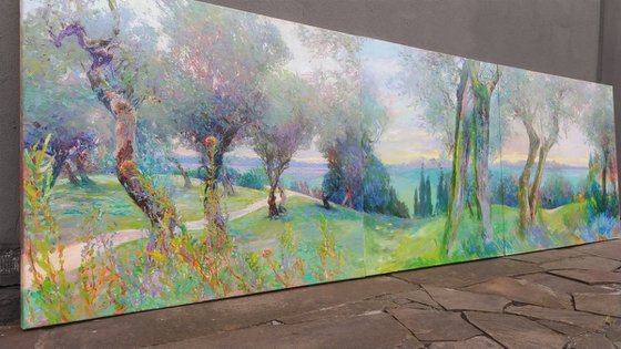 Olive grove.