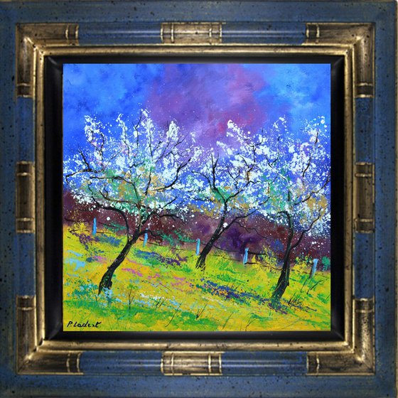 Appletrees in spring - 77