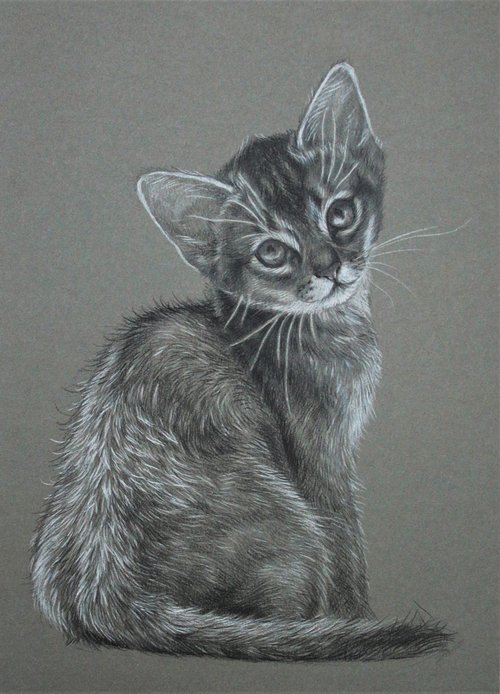 Abyssinian cat by Tatjana Bril