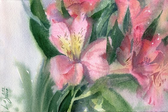 Alstroemeria