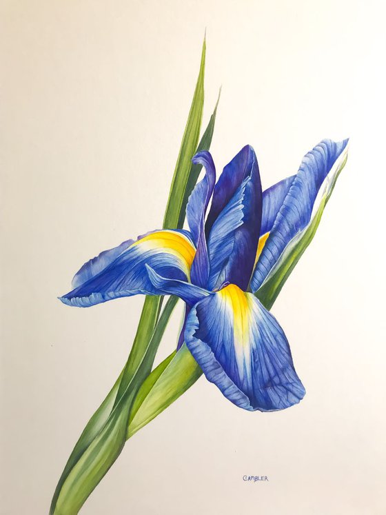 Blue Iris