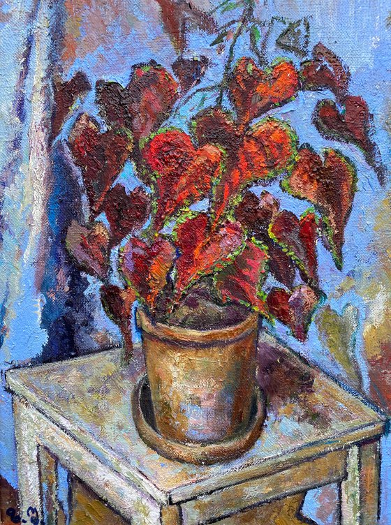 Romantic Still Life with Begonia in a Pot in Blue Frame