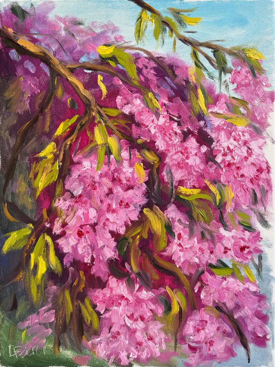 Under the Sakura Canopy