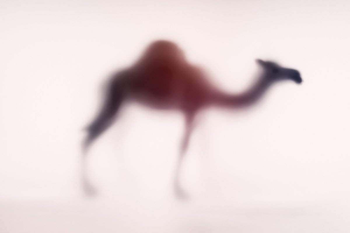Abstract Animal Photograph By Sven Pfrommer, 47 X 31", Wild Lens - Dromedary, Original Artwork
