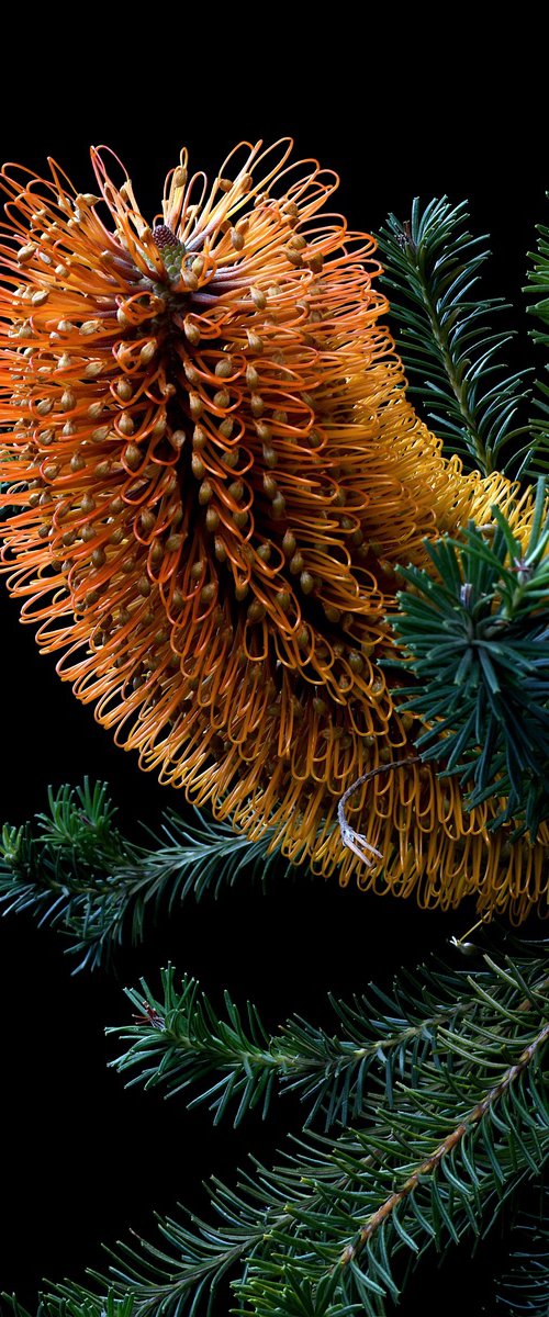 Heath-Leaved Banksia by Nadia Culph
