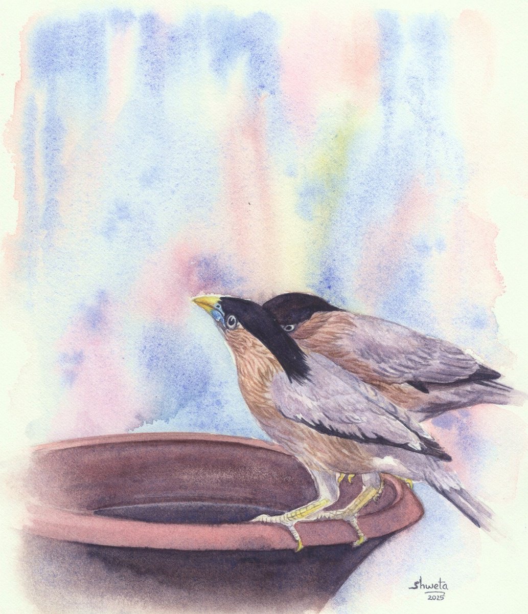 Photorealistic Animal Watercolour By Shweta Mahajan, 9 X 10", Indian Mynas, Original Artwork