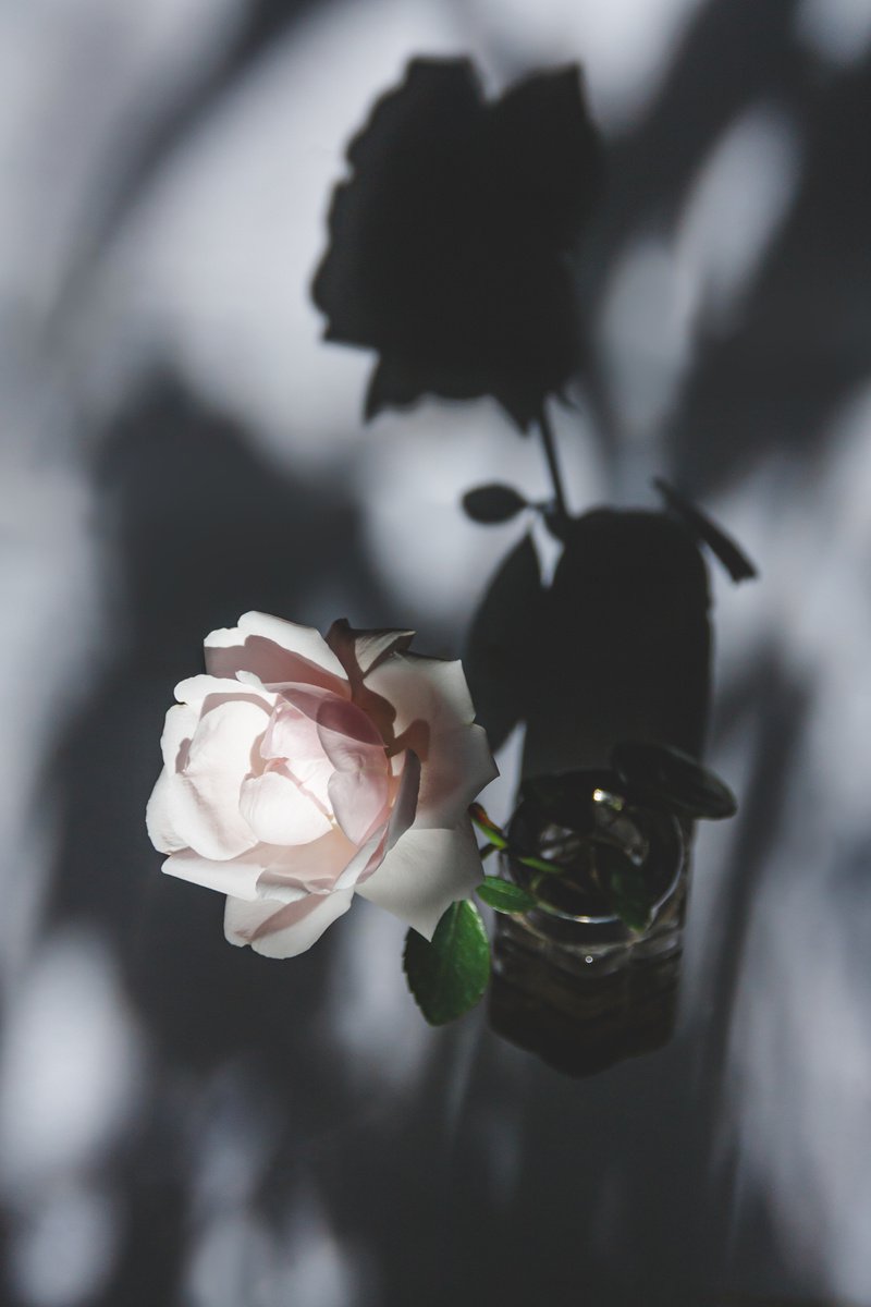 still life with shadows and a rose III by Yuliya Ivanova