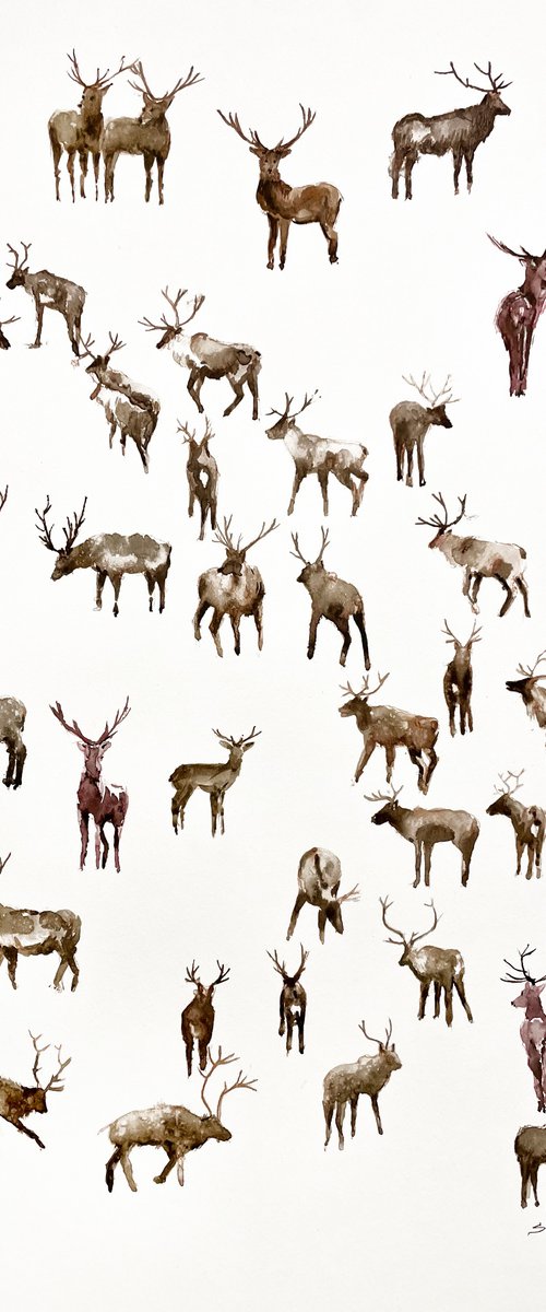 Reindeer by Bogdan Shiptenko
