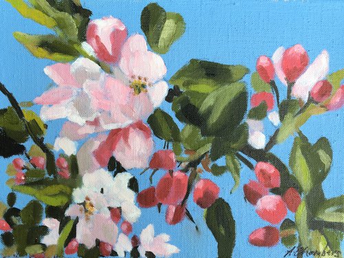 Apple Blossom by Alison Chambers