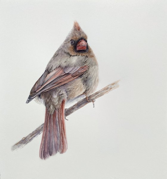 Cardinal lady