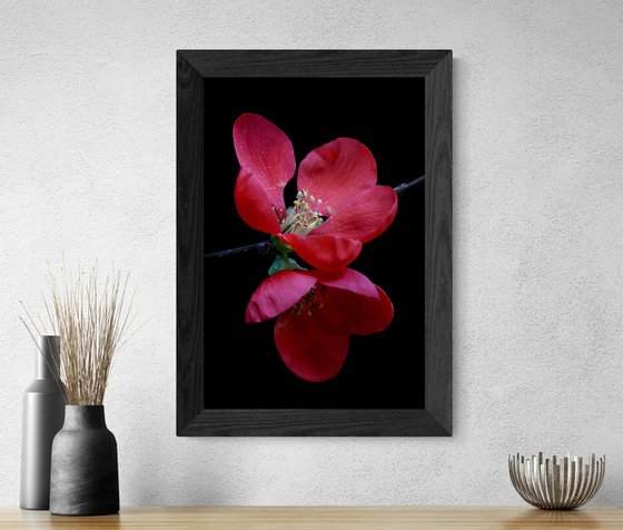 Red Quince Blossoms