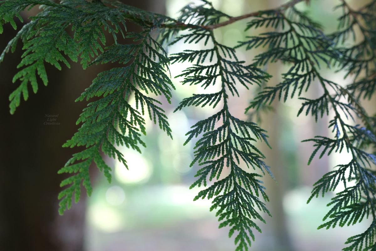 Gentle Shade Of Ferns  by Natural Light Creations