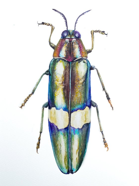 Radiant Majesty: Chrysochroa Edwardsi Beetle