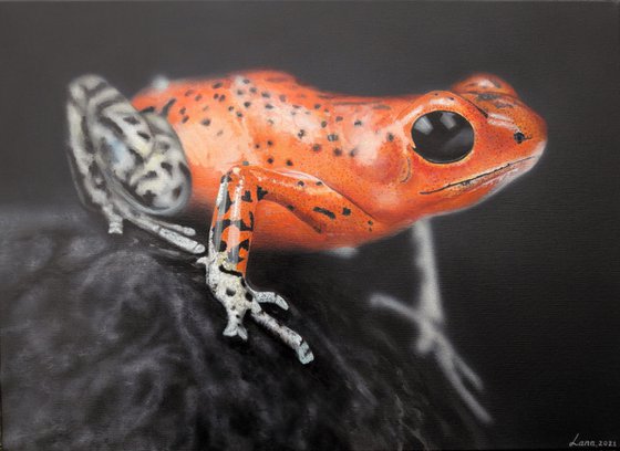 bright orange frog art, poisonous frog realism, hyperrealism painting, realistic painting on canvas, animal painting