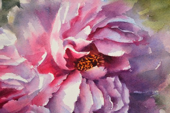 Peony Midday