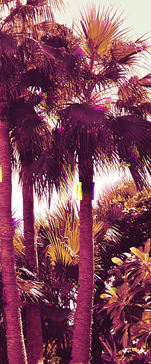 Palms IV by Tatiana Zappa