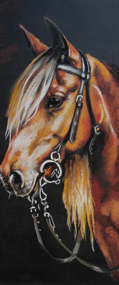 Quarter Horse by Magdalena Palega