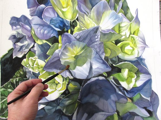 green and blue hydrangea