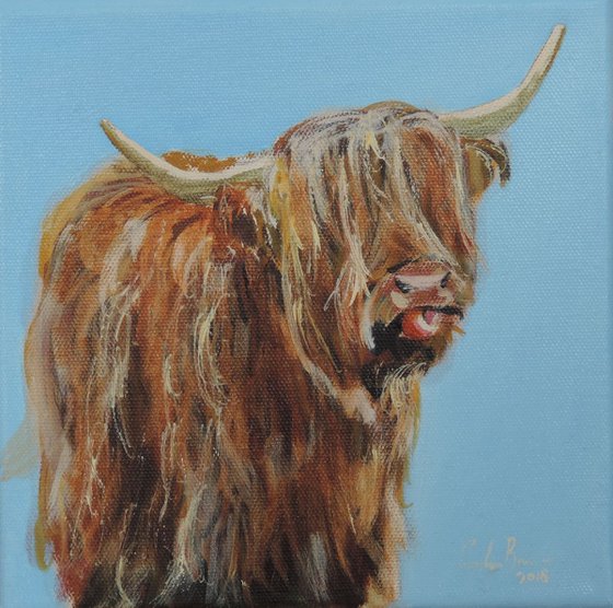 Scottish Highland cow